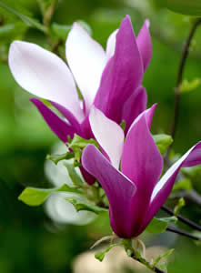 Magnolia in bloei